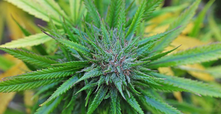 top of marijuana plant