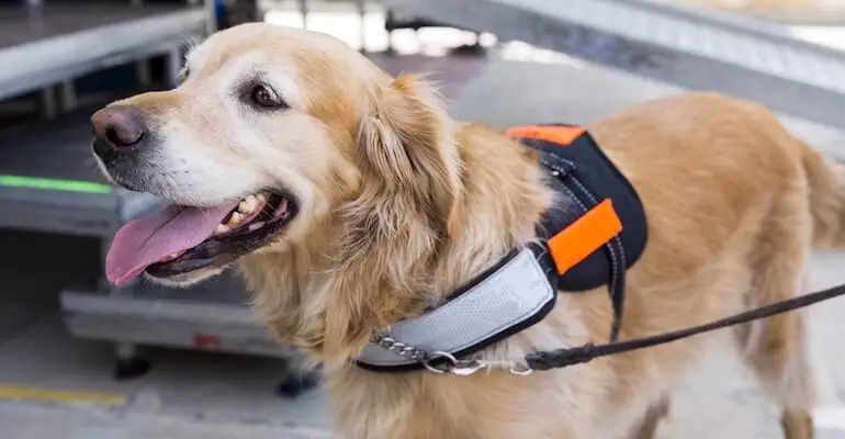 Florida Service Animal Statute Extends Protections in the Workplace